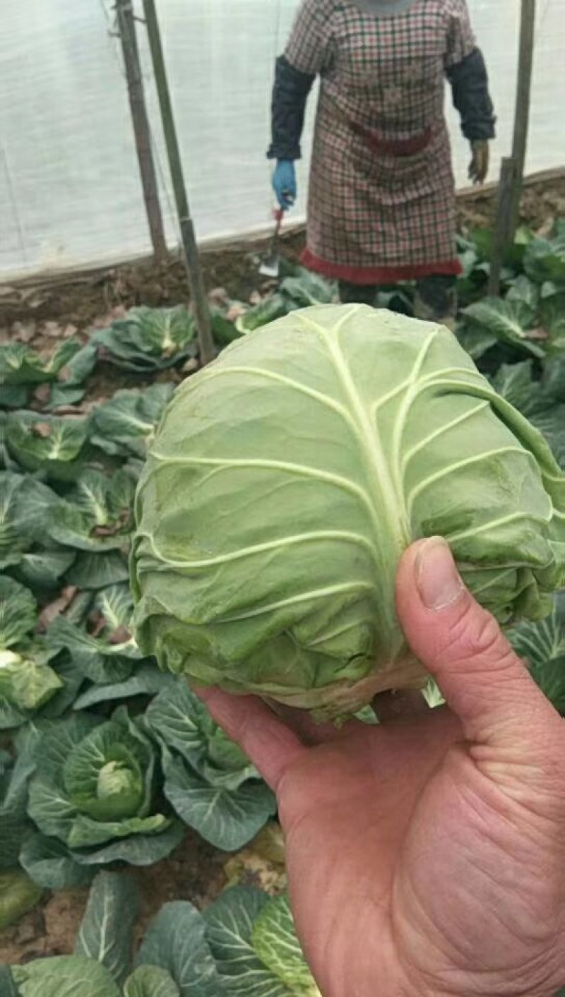 精品甘蓝量大质优电联