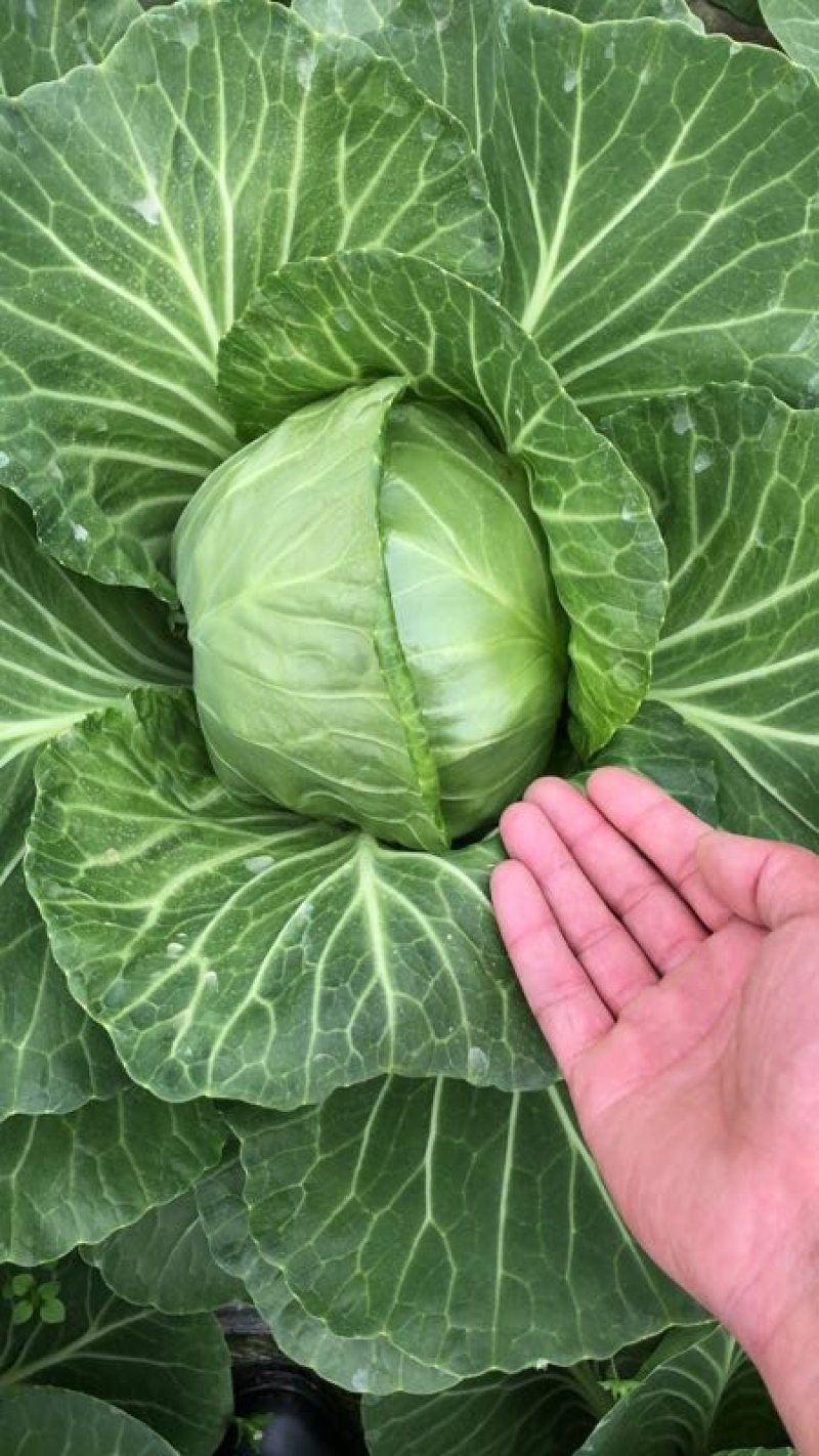 精品甘蓝量大质优电联