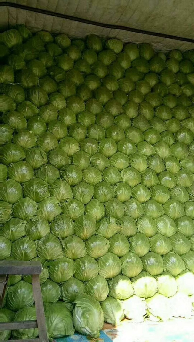 精品甘蓝量大质优电联