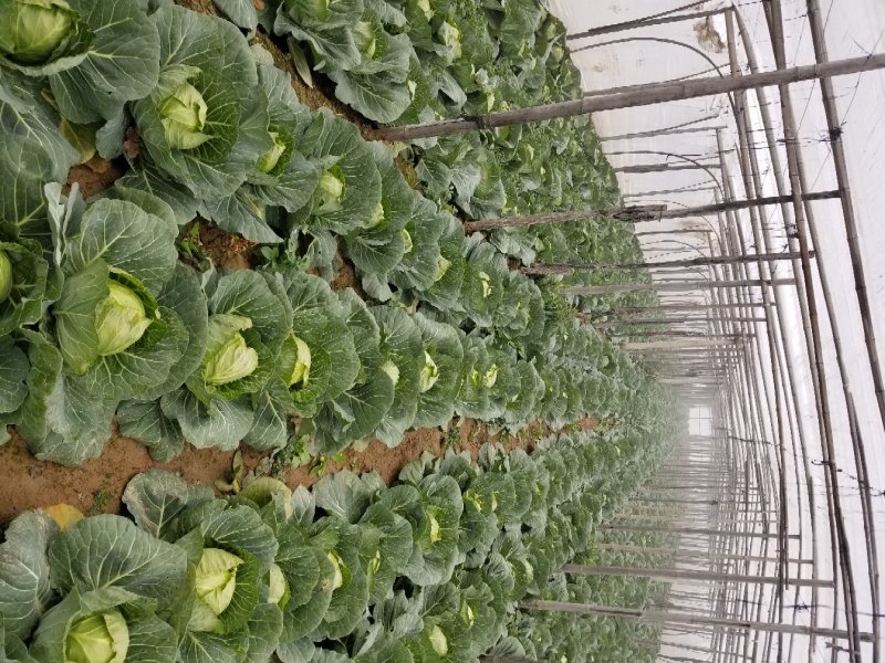 精品甘蓝量大质优电联