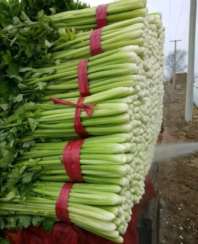 芹菜河南优质西芹暖棚西芹菜玻璃翠，手工好产地直销