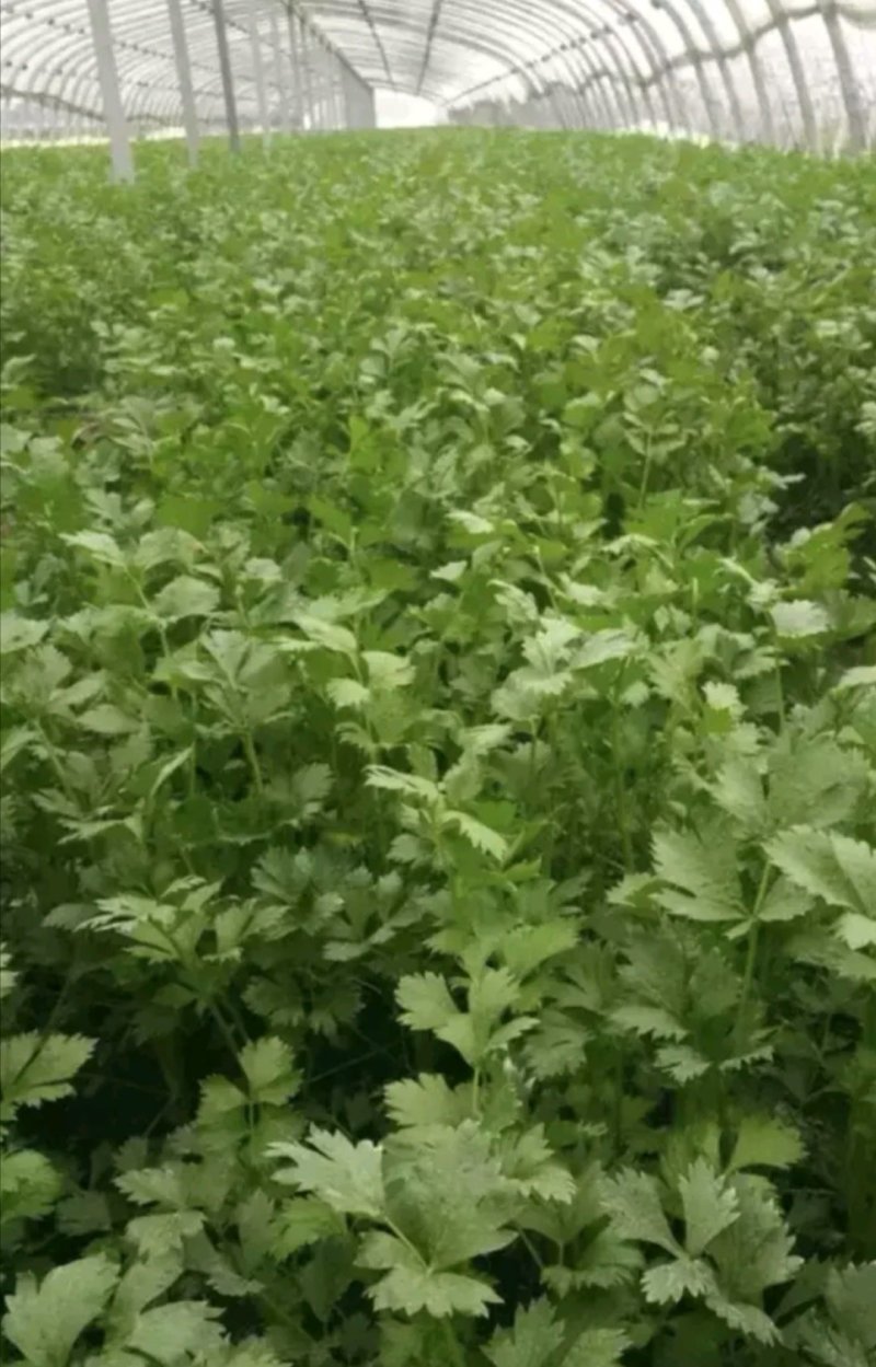 芹菜河南优质西芹暖棚西芹菜玻璃翠，手工好产地直销