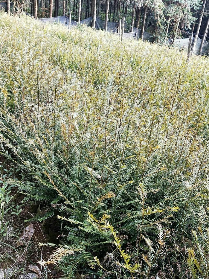 红豆杉树苗大量出售
