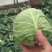 绿甘蓝甘蓝大头菜
