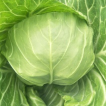 绿甘蓝甘蓝大头菜