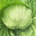 绿甘蓝甘蓝大头菜