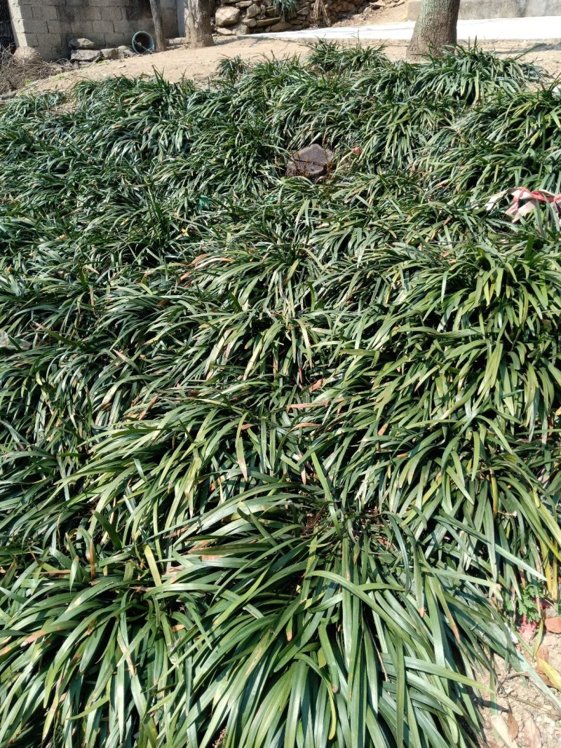 供应大小目冬草