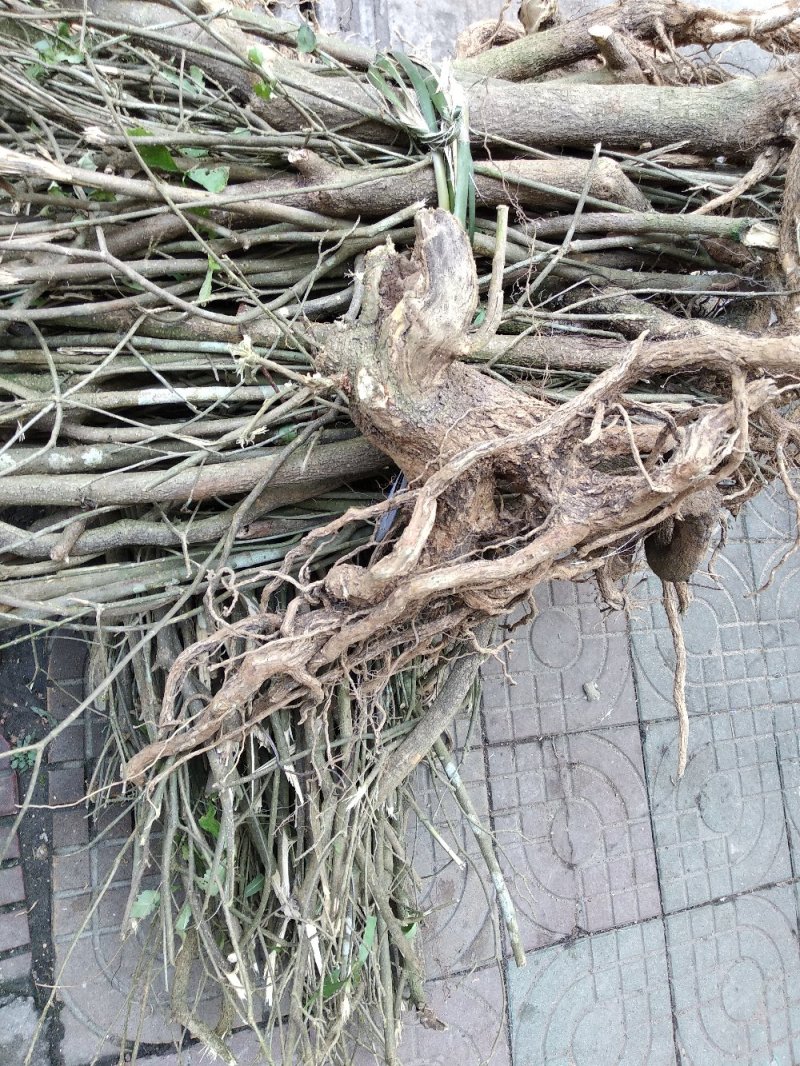 萝芙木