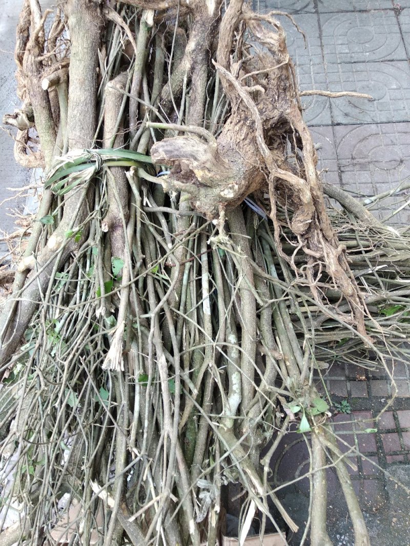 萝芙木