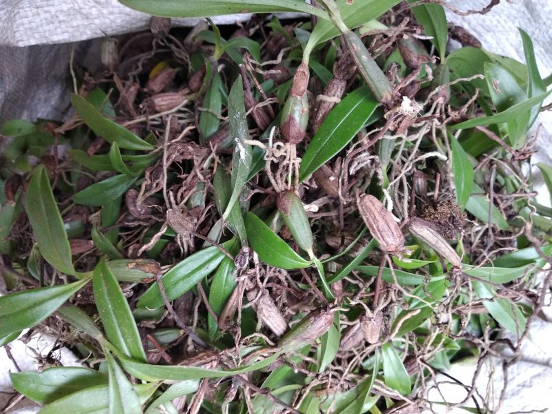 石橄榄