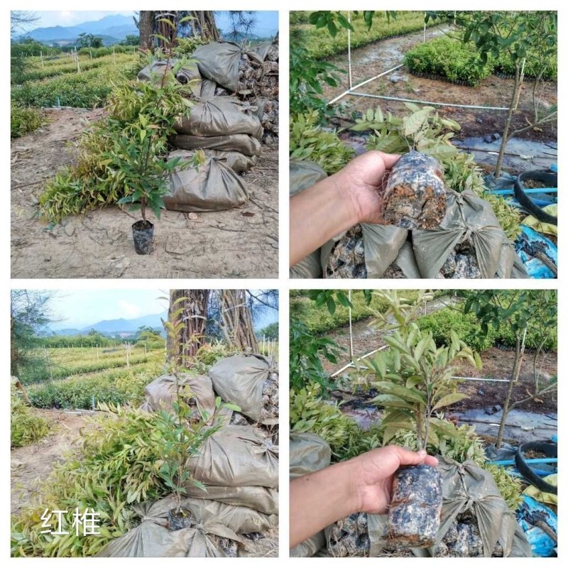 红椎红锥