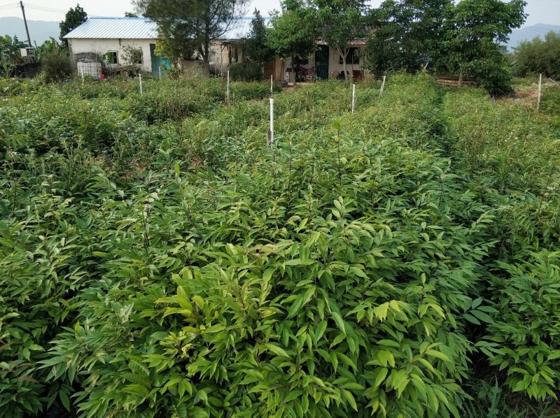 红椎红锥