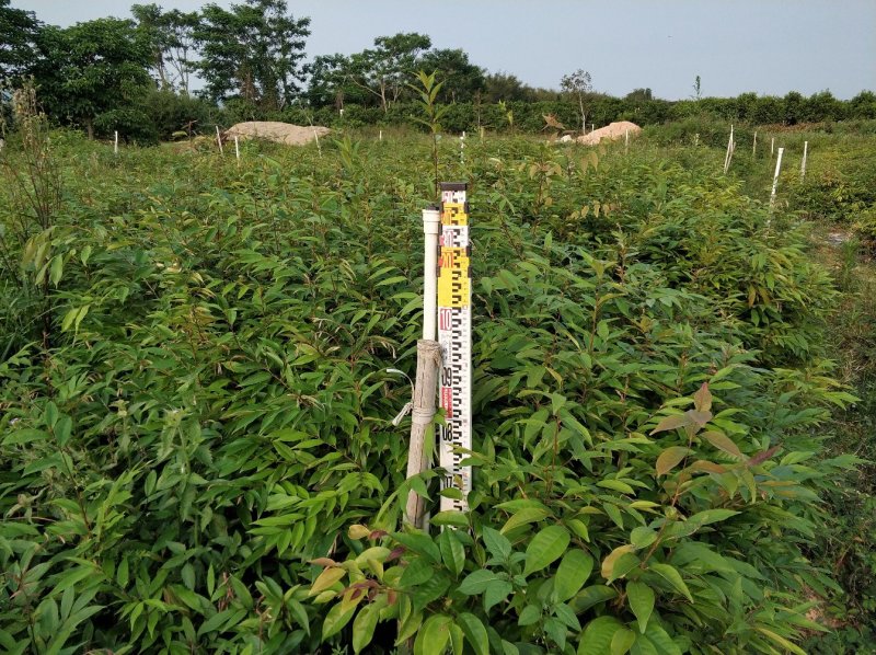 红椎红锥