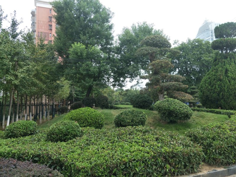 海桐球