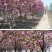樱花树