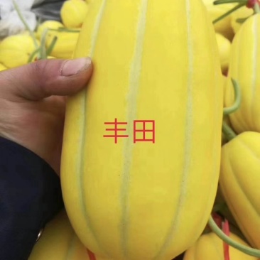 大量供应莘县黄子金玉甜瓜蜜瓜洋香瓜