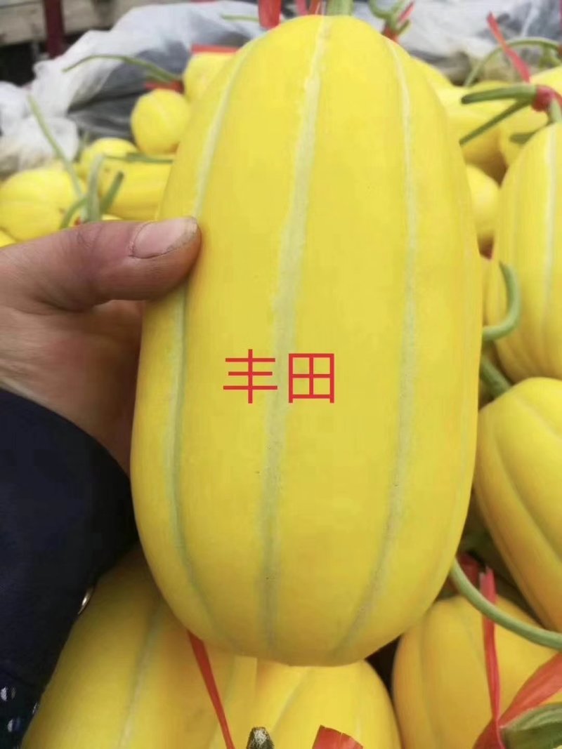 大量供应莘县黄子金玉甜瓜蜜瓜洋香瓜