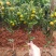 四季脆皮金桔苗，常年四季开花结果，当年种植当年挂果