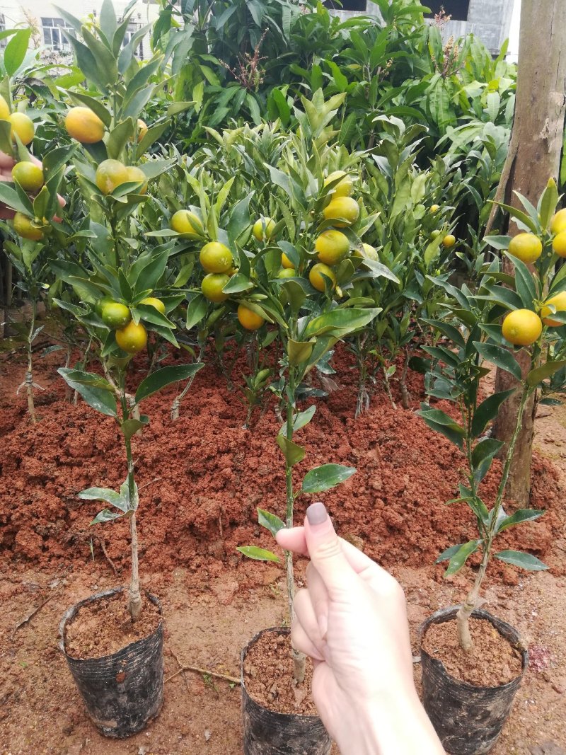 四季脆皮金桔苗，常年四季开花结果，当年种植当年挂果
