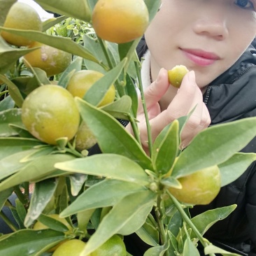 四季脆皮金桔苗，常年四季开花结果，当年种植当年挂果