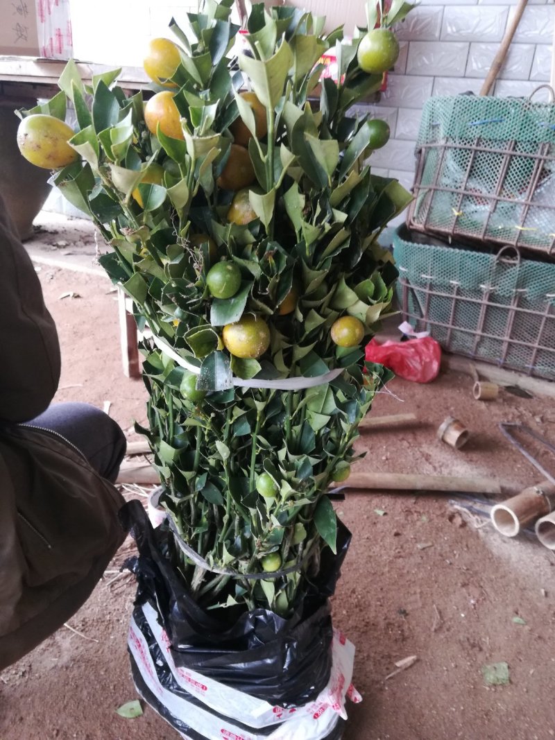 四季脆皮金桔苗，常年四季开花结果，当年种植当年挂果