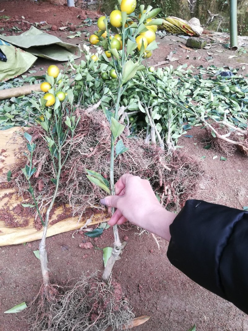 四季脆皮金桔苗，常年四季开花结果，当年种植当年挂果