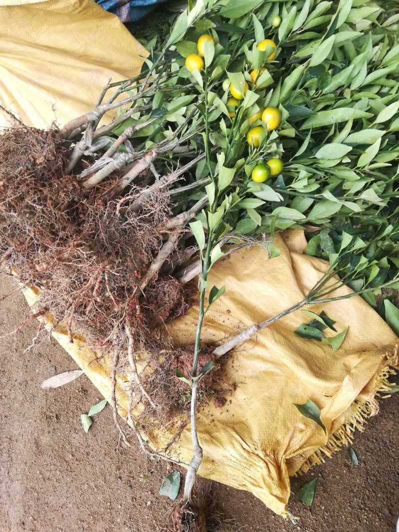 四季脆皮金桔苗，常年四季开花结果，当年种植当年挂果