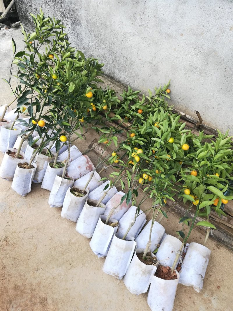 四季脆皮金桔苗，常年四季开花结果，当年种植当年挂果