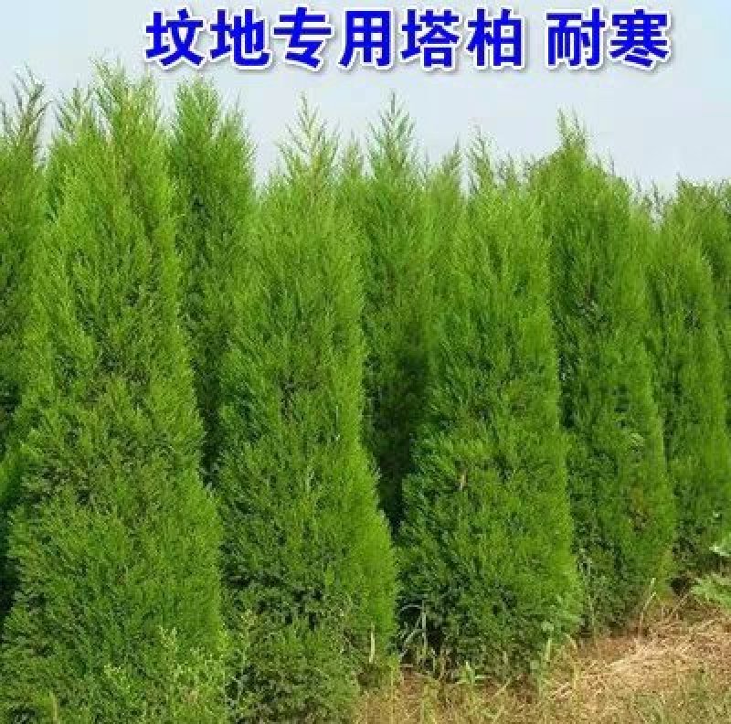 塔柏，侧柏，蜀块，洒金柏苗球等