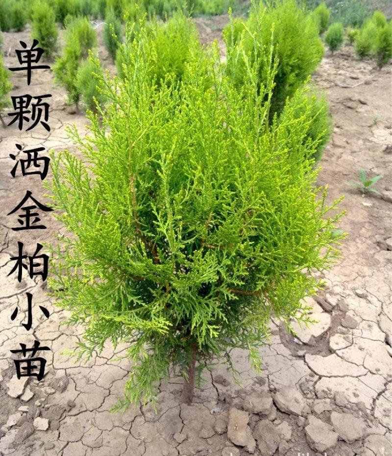 塔柏，侧柏，蜀块，洒金柏苗球等