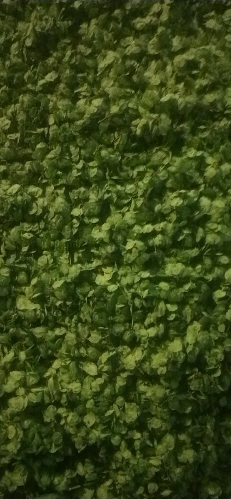 榆钱有现货支持一件代发3月底供应