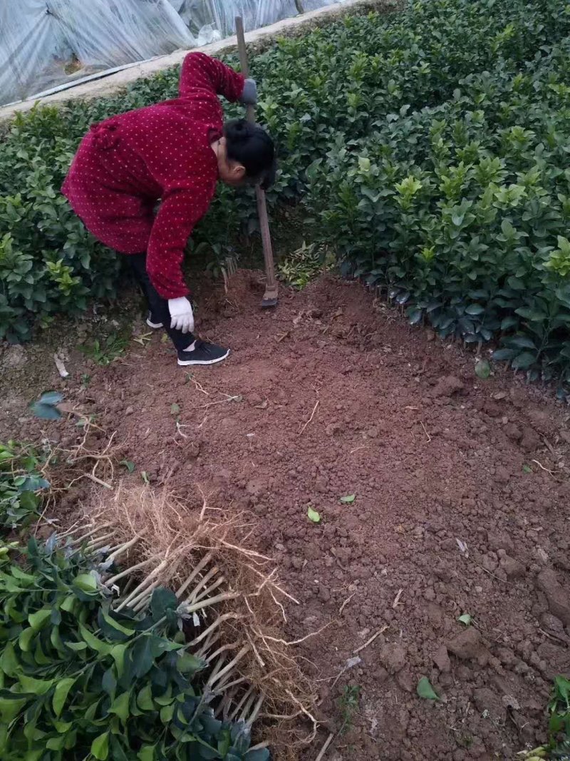 金秋沙糖桔苗，早熟品种，南北方都可以种植