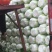 陆地大白菜大量上市，上车价