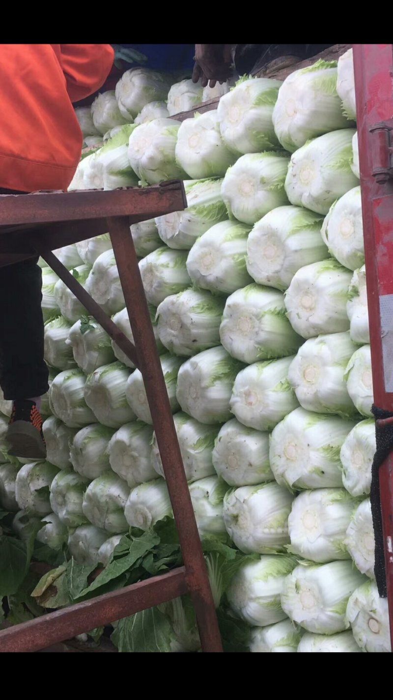 陆地大白菜大量上市，上车价