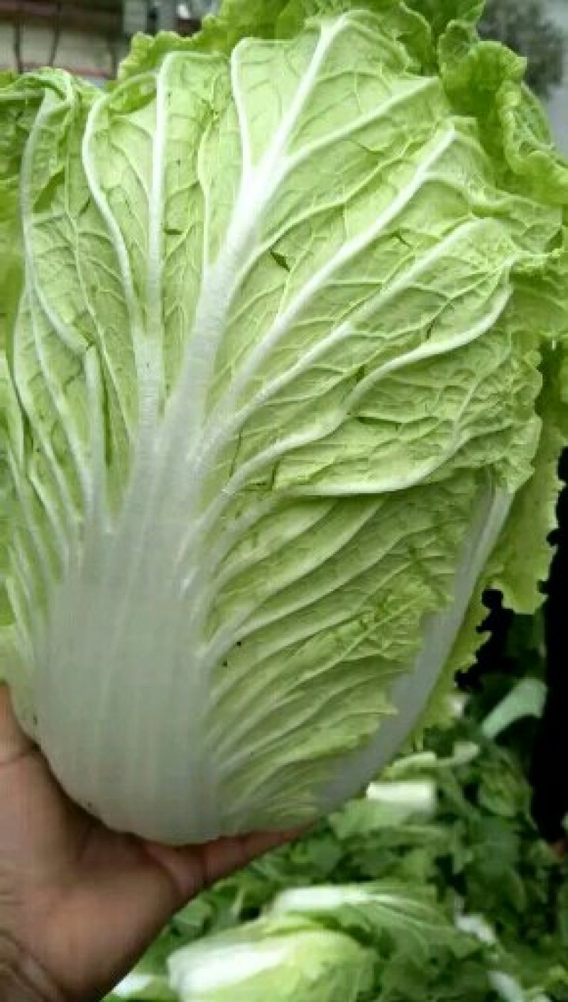 陆地大白菜大量上市，上车价