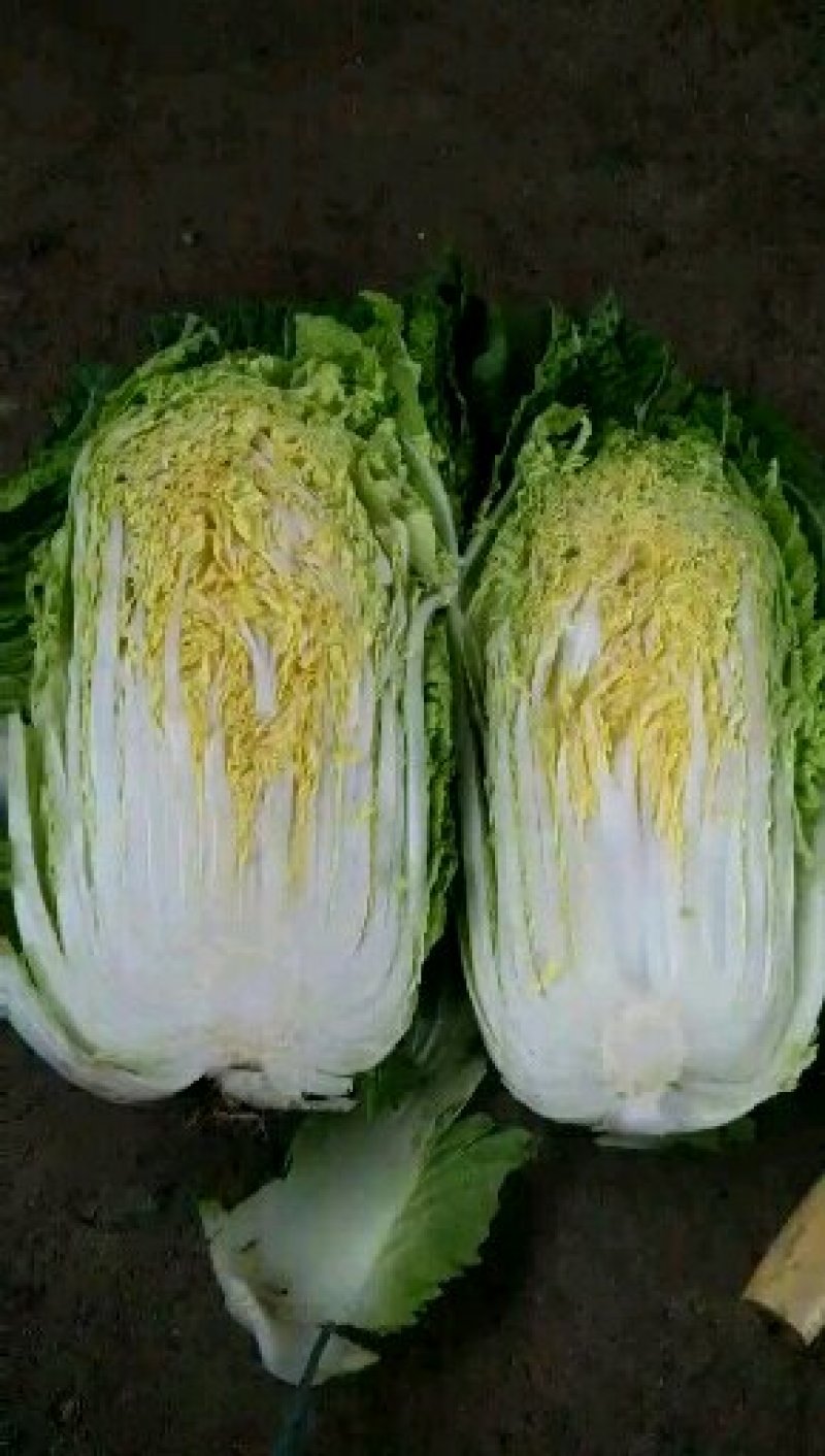 陆地大白菜大量上市，上车价
