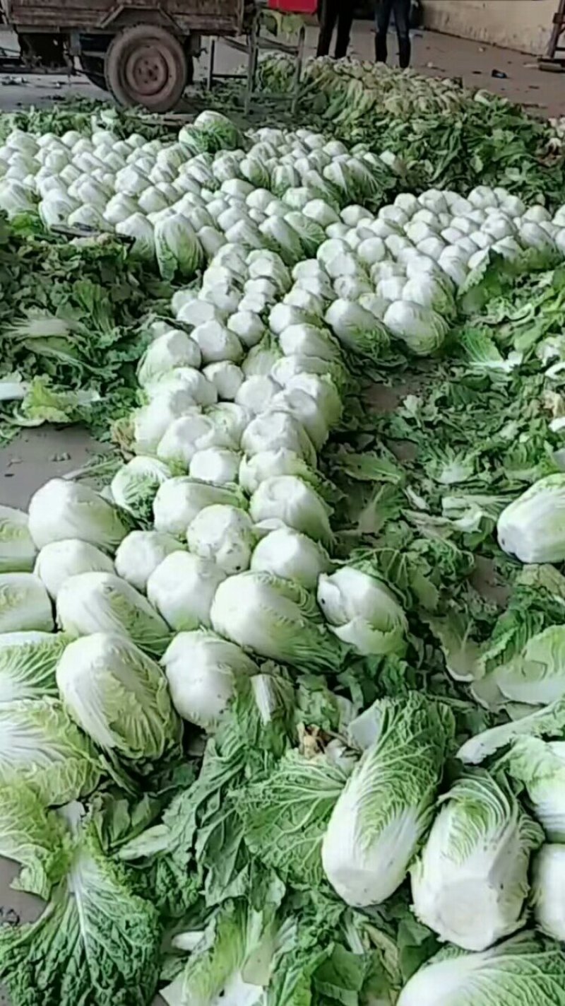 陆地大白菜大量上市，上车价