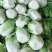 陆地大白菜大量上市，上车价