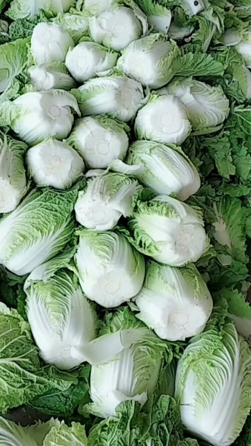 陆地大白菜大量上市，上车价
