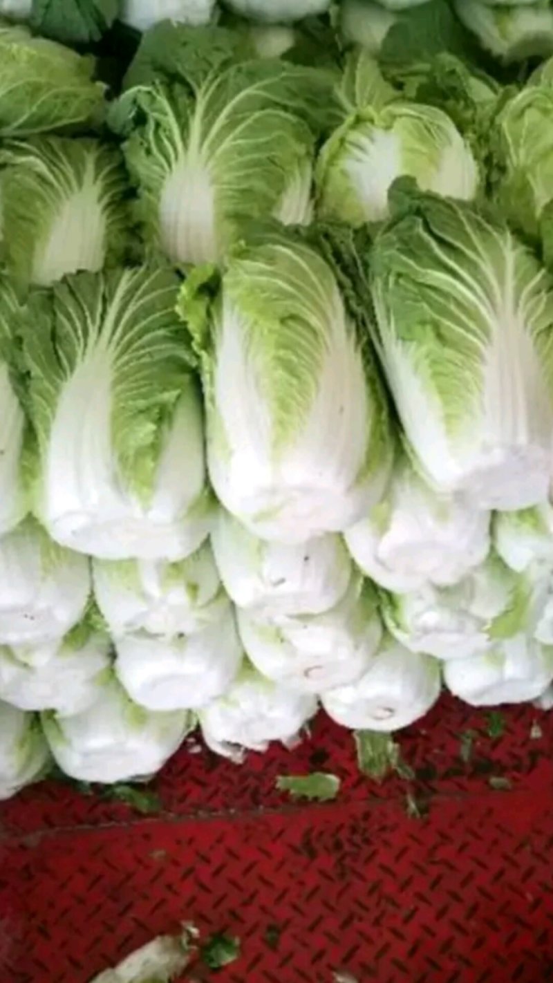陆地大白菜大量上市，上车价