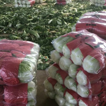陆地大白菜大量上市，上车价
