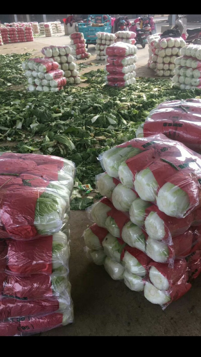 陆地大白菜大量上市，上车价