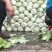 陆地大白菜大量上市，上车价