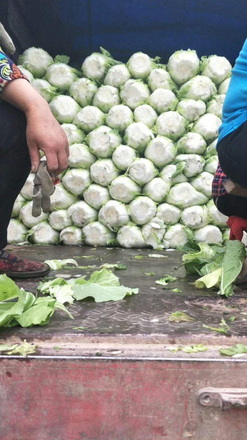 陆地大白菜大量上市，上车价