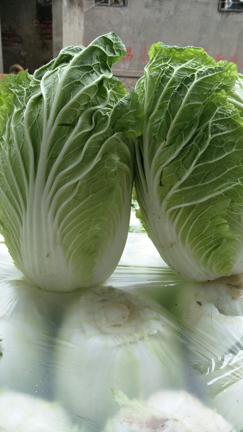 陆地大白菜大量上市，上车价