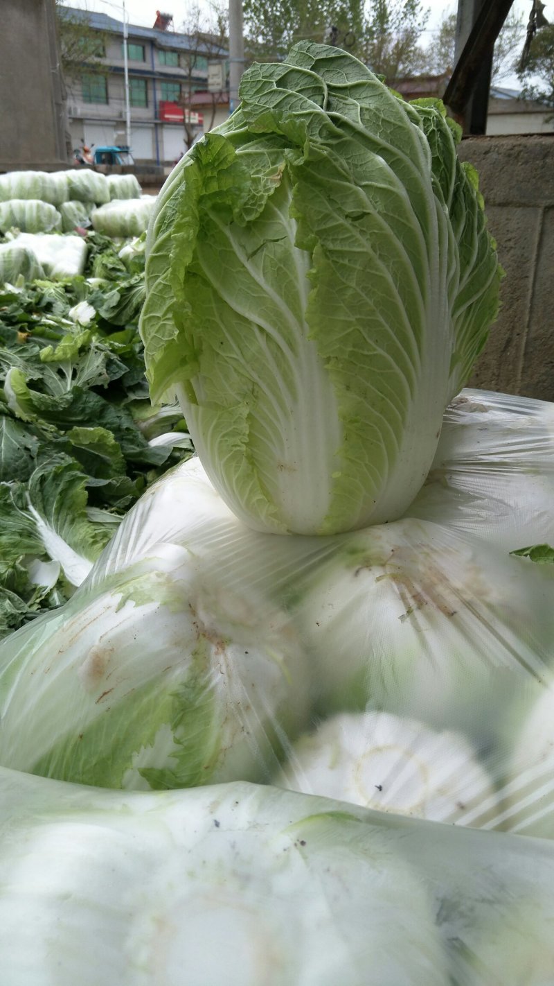 陆地大白菜大量上市，上车价