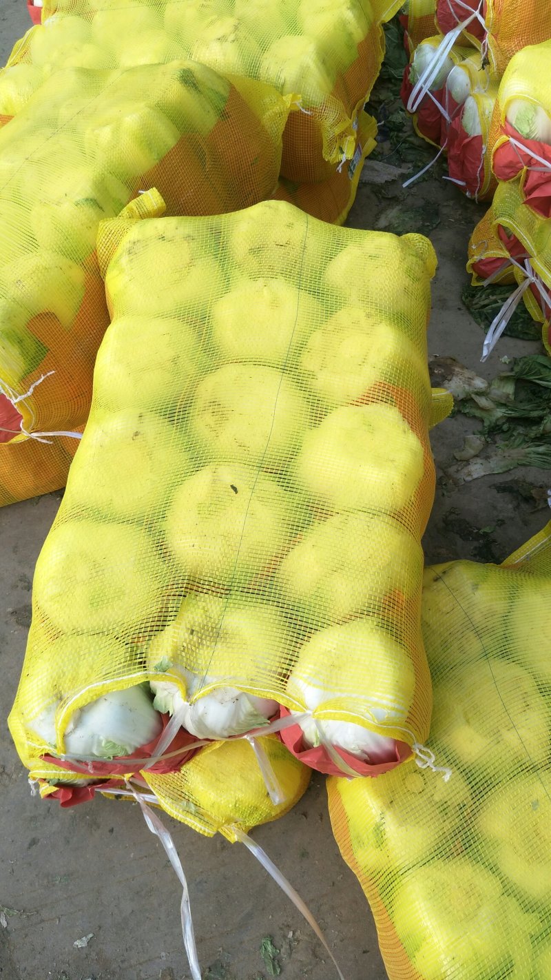 陆地大白菜大量上市，上车价