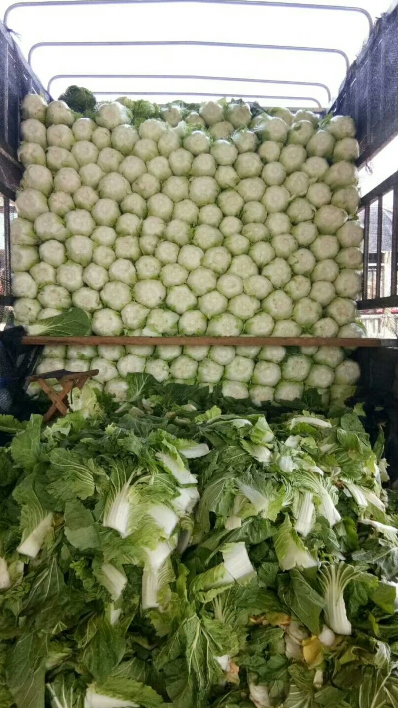陆地大白菜大量上市，上车价