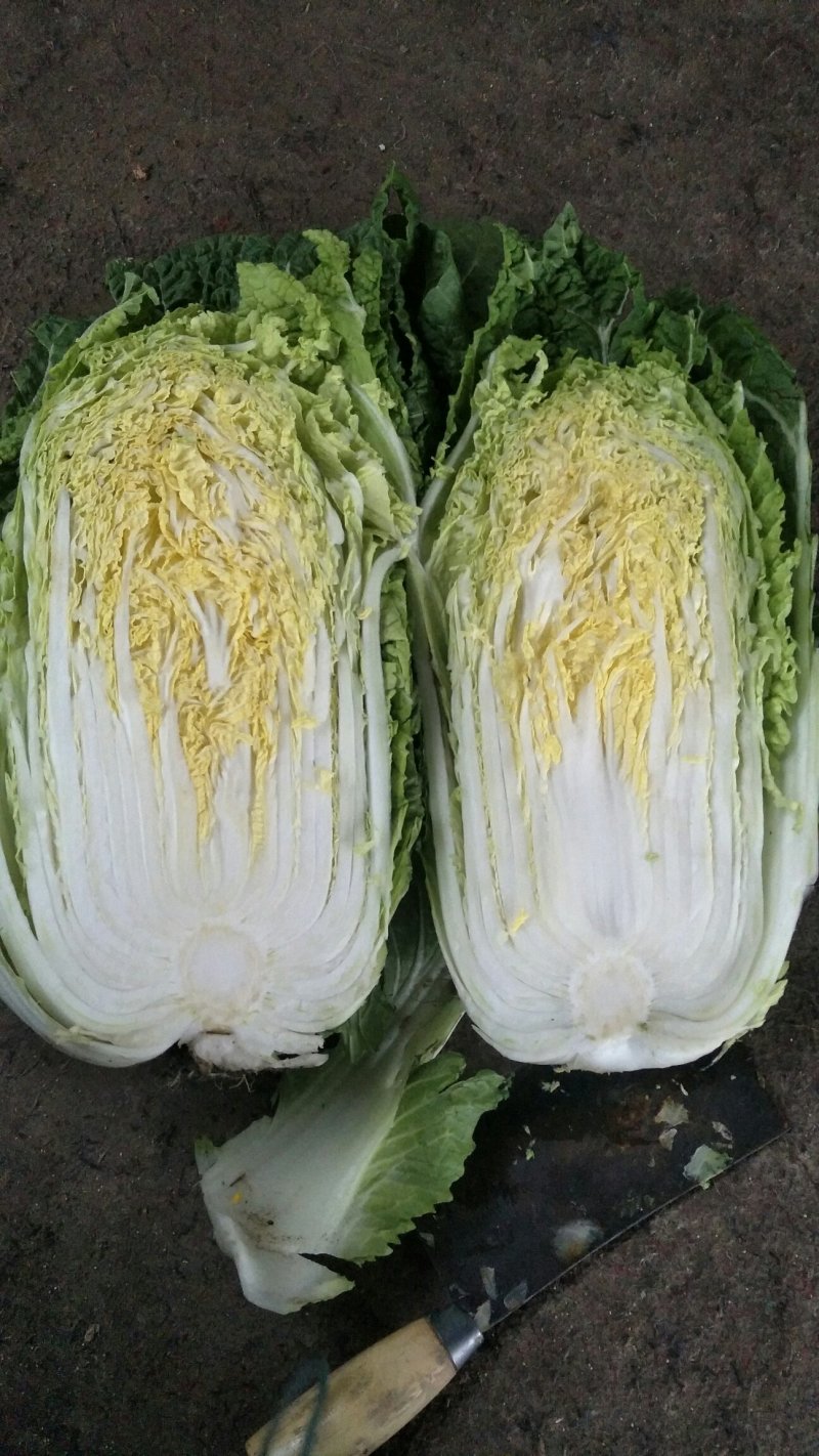 陆地大白菜大量上市，上车价