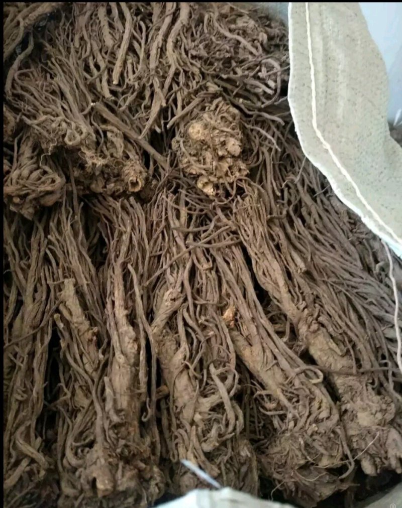 羌活三年生干货100%纯干